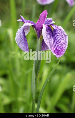 Iris ensata 'Rowden Sirdar' iris d'eau japonais après la pluie portant des fleurs violettes foncées caractéristiques avec une petite tache jaune centrale Banque D'Images