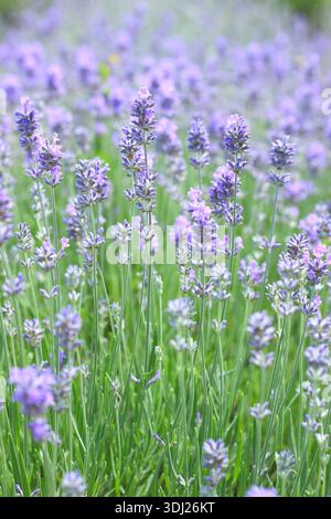 Lavande anglaise. Lavendua.Lavendula angustifolia Twickel Purple, plante de lavande anglaise très parfumée, poussant en été. Détail du champ de lavande britannique Banque D'Images