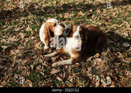 Basset Hound et berger australien se reposant ensemble sur des feuilles d'automne tombées dans un parc, montrant l'amitié, l'interaction calme et la compagnie chaleureuse Banque D'Images