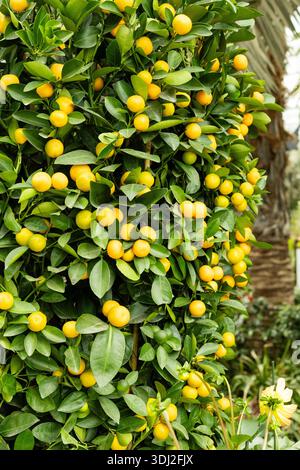 Un jardin verdoyant dispose d'un épais oranger rempli de fruits orangés mûrs. Des oranges jaune vif pendent des feuilles sous la lumière du jour ensoleillé. Le setti Banque D'Images