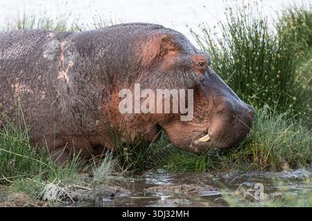 Hippopotame (Hippopotamus amphibius), parc national d'Amboseli, Kenya Banque D'Images