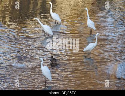 Groupe de grandes aigrettes (Ardea alba) et deux canards Banque D'Images