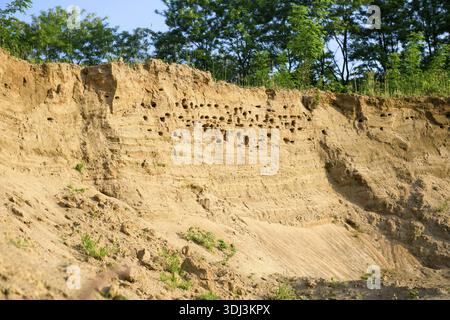 Colline de sable escarpée avec des trous, entouré de végétation Sand martins (Riparia riparia) nid dans une fosse de sable excavation de sable et utiliser les dépressions naturelles Banque D'Images