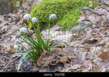 Les gouttes de neige fleurissent parmi les feuilles mortes et la mousse dans un cadre boisé serein, Leucojum vernum, Italie Banque D'Images