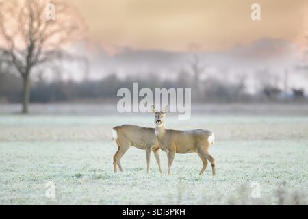 Paire de cerfs sur un paysage givré avec les teintes douces d'un ciel lever de soleil, Capreolus capreolus, Italie Banque D'Images