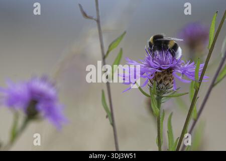 Le bourdon des prairies (Bombus pratorum) recueille le nectar et le pollen sur le bleuet (Centaurea cyanus), Kempen, Rhénanie du Nord-Westphalie, Allemagne Banque D'Images