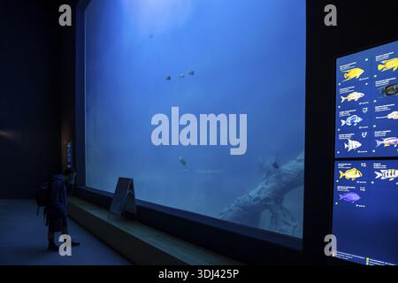 Visiteurs se tient devant l'aquarium de spectacle, grand aquarium, Musée maritime allemand, monastère dominicain, Stralsund, Mecklembourg-Poméranie occidentale, Germa Banque D'Images