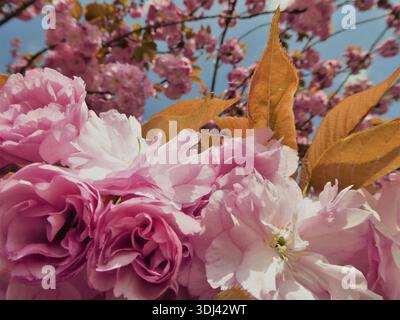 Fleurs de cerisier roses et feuilles dorées sur un ciel bleu Banque D'Images