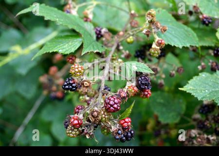 Mûrissement des mûres sur un buisson de bramble, montrant des fruits verts, rouges et mûrs. Banque D'Images