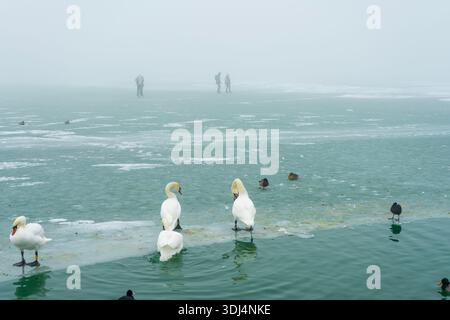 Cygnes et canards sur le lac Balaton gelé à Siófok, les gens patinent sur la glace dans le brouillard. Banque D'Images