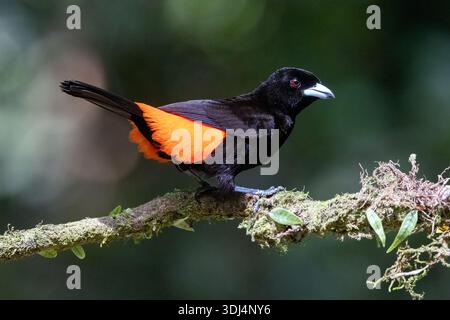 Tanager mâle (Ramphocelus passerinii) - Eco-Lodge la Laguna del Lagarto, Boca Tapada, Costa Rica Banque D'Images