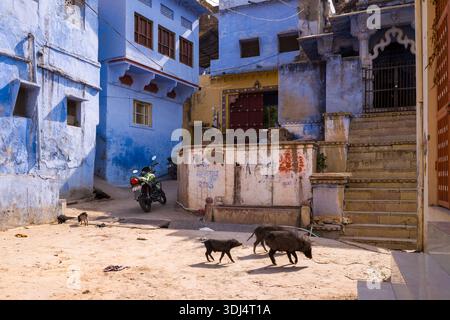 Bundi, Inde - 20 mars 2022 : L'image montre une rue dans la vieille ville avec des bâtiments résidentiels peints en bleu, un escalier, une moto garée et plusieurs cochons marchant sur le sol sablonneux. Banque D'Images
