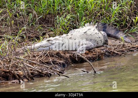 Crocodile américain (Crocodylus acutus) - rivière San Carlos près de Boca Tapada, Costa Rica Banque D'Images