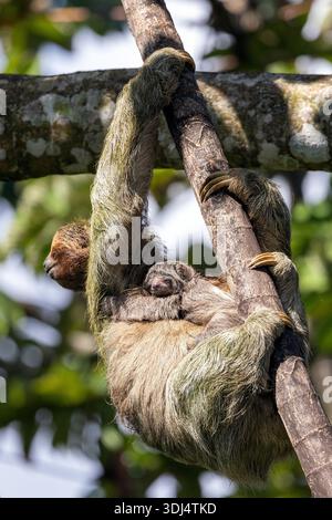 Mère et bébé Sloth à gorge brune [Sloth à trois doigts] (Bradypus variegatus) près d'Aguas Zarcas, dans la province d'Alajuela, Costa Rica Banque D'Images