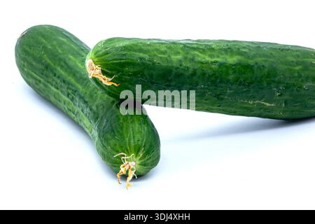 Longs concombres mûrs avec peau texturée. Objet isolé pour une alimentation saine, végétarisme, cuisine et légumes frais thèmes Banque D'Images
