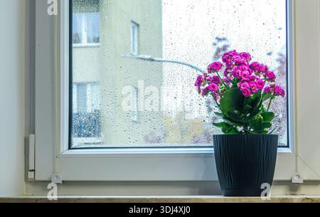 Fenêtre confortable vue sur la ville. Fleur de plante d'intérieur dans un pot contre les gouttes de pluie sur le verre. Ambiance de printemps, confort de la maison Banque D'Images