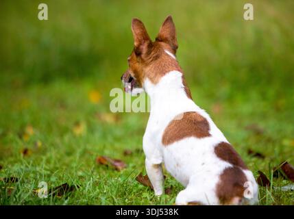 Un chien Jack Russell Terrier assis et face à la caméra Banque D'Images