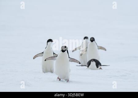 Antarctique, George VI Sound. Troupeau mixte de pingouins Adelie matures et immatures sur la glace rapide. Banque D'Images