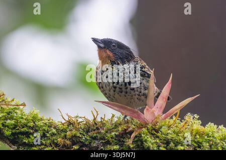 Tanager à gorge rousse (Tangara rufigula) perché sur une branche moussue dans la forêt tropicale, près de Cali, Colombie Banque D'Images