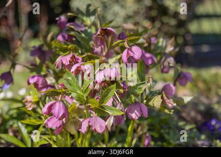 Fleurs d'hellebore rose (helleborus) fleurissant dans le jardin de printemps avec des feuilles vertes et la lumière naturelle du soleil, beauté de la nature Banque D'Images
