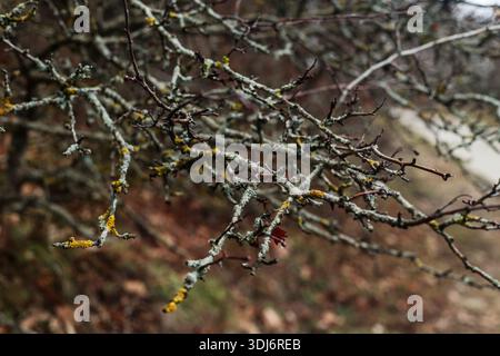 Branches couvertes de lichen humide dans la forêt Banque D'Images