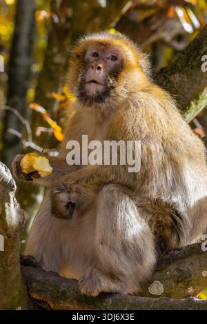Macaques barbaresques (Macaca sylvanus) errant librement à Affenberg Salem en Allemagne, une espèce de primates vivant dans un environnement forestier naturel et connu fo Banque D'Images