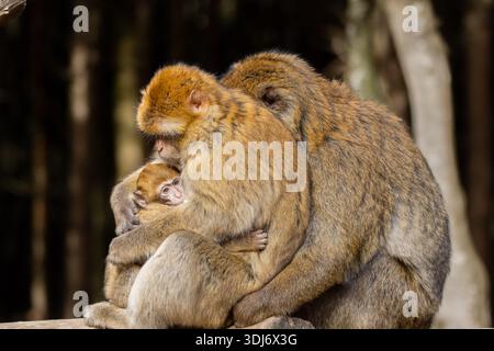 Macaques barbaresques (Macaca sylvanus) errant librement à Affenberg Salem en Allemagne, une espèce de primates vivant dans un environnement forestier naturel et connu fo Banque D'Images