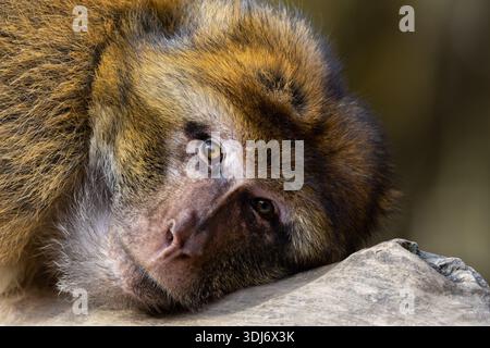 Macaques barbaresques (Macaca sylvanus) errant librement à Affenberg Salem en Allemagne, une espèce de primates vivant dans un environnement forestier naturel et connu fo Banque D'Images