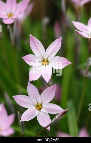 Ipheion uniflorum Tessa Banque D'Images