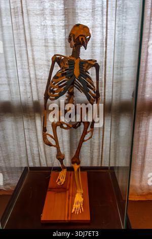 Moulage squelettique de Lucy le célèbre fossile d'hominine Australopithecus afarensis exposé au Musée National d'Ethiopie à Addis-Abeba. Banque D'Images