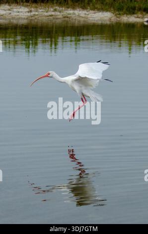 Ibis blanc américain (Eudocimus albus) en Floride Banque D'Images