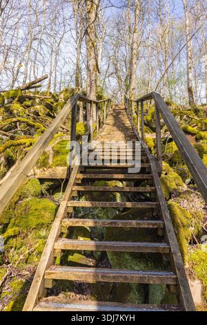 Long escalier sur un sentier dans la forêt Banque D'Images
