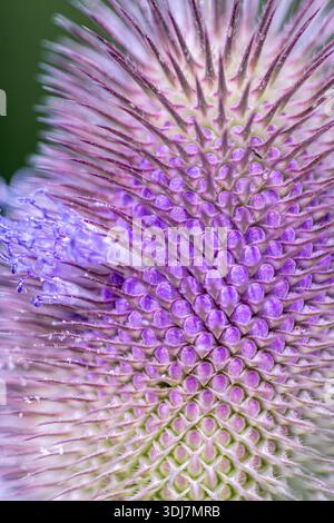 Fleur de chevalet Dipsacus fullonum, macro montrant une tête partielle en forme d'oeuf avec quelques fleurs violettes pâles, réserve RSPB Saltholme, Teesside, juillet Banque D'Images