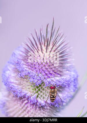 Mouche aérienne Syrphus Ribesh se nourrissant d'une fleur de thé Dipsacus fullonum, à la réserve RSPB Saltholme, Teesside, juillet Banque D'Images