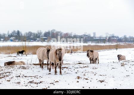 Joyeux poulain parmi le troupeau de Konik dans la neige illuminé par Soft Winter Glow Banque D'Images