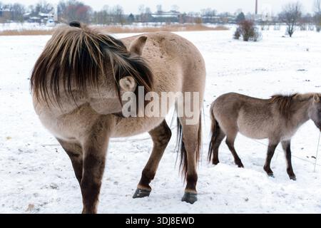 Chevaux sauvages Konik troupeau de repos et de pâturage dans un champ d'hiver enneigé près de la ville Banque D'Images