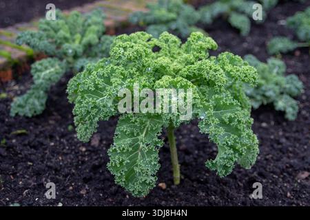 Le chou frisé, également appelé chou feuille (Brassica oleracea), poussant dans un sol organique sombre. Légume à feuilles comestible avec des gouttelettes d'eau, également apprécié comme an Banque D'Images