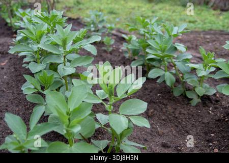 Jeunes plants de vicia faba, également connus sous le nom de fève, fève ou fève faba, poussant en rangées dans un potager biologique, symbolisant le sprin précoce Banque D'Images