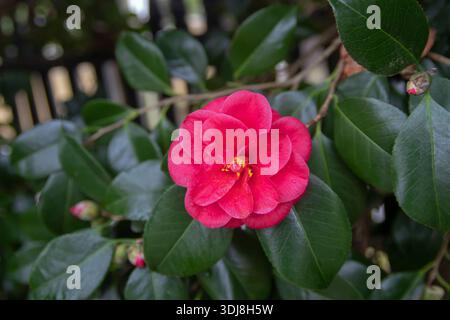 Fleur double rose vif de Camellia japonica, également connu sous le nom de camélia commun ou camélia japonais, avec des étamines jaunes dorées serrées sur vert foncé Banque D'Images