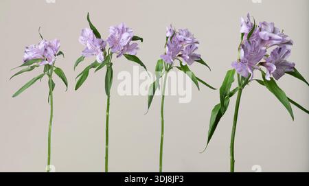 Fleurs d'alstroemeria violettes avec des tiges vertes fleurissant sur un fond clair minimal Banque D'Images