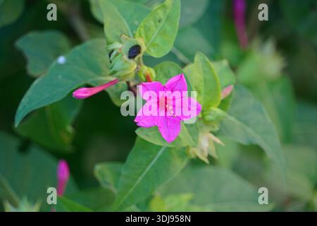 Merveille du Pérou ou mirabilis jalapa, fleur rose, à Athènes, Grèce Banque D'Images