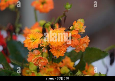 Mouillé kalanchoe blossfeldiana, fleurs orange jaune, après la pluie Banque D'Images