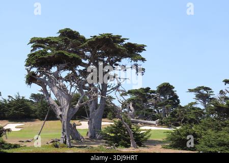 Parcours de golf idyllique Cypress point Club à Pebble Beach, Californie, États-Unis d'Amérique Banque D'Images