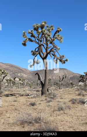 Magnifique arbre de Joshua dans le parc national de Joshua Tree, Califronia, États-Unis d'Amérique Banque D'Images