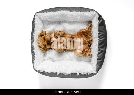 Cozy Tiny Yorkshire terrier chiot dort sur son dos dans un lit à la maison fond blanc. Vue de dessus. Espace vide pour le texte Banque D'Images