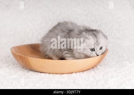 Un chaton écossais écossais plié aux cheveux longs mignon qui se cache et jette un coup d'œil d'un bol en bois clair sur un sol texturé blanc. Une ambiance cosy et minimaliste Banque D'Images