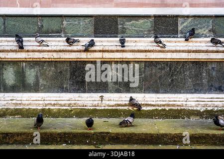 Les pigeons se sont rassemblés le long du côté droit de la cathédrale de Santa Maria del Fiore (ou Duomo) à Florence, région Toscane, Italie Banque D'Images