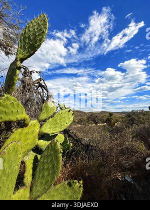 Une vue vibrante montrant un cactus au premier plan contre un vaste paysage et des formations nuageuses dynamiques dans le ciel Banque D'Images