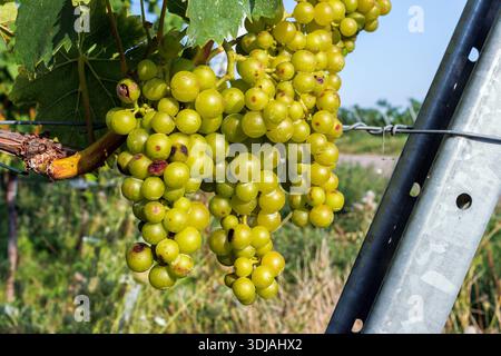 Gros plan d'une grappe de raisin vert mûr accrochée à une vigne avec des rangées de vignes et des poteaux flous en arrière-plan. Banque D'Images