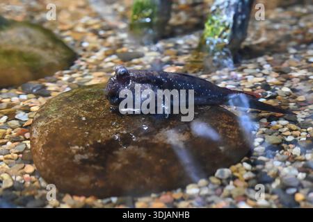 Mudskipper reposant sur la pierre humide dans l'eau peu profonde. Periophthalmus poisson amphibie adapté à la terre et à l'eau avec fond naturel texturé. Banque D'Images